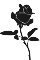 Black rose..