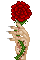 Una Rosa