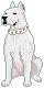 Pitbull2