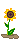 Sunflower.