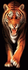 7MD-Tiger