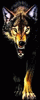7MD-Wolf