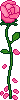 Rose 1