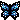 blue butterfly