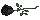 black rose