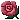Rose 1
